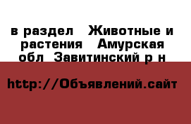  в раздел : Животные и растения . Амурская обл.,Завитинский р-н